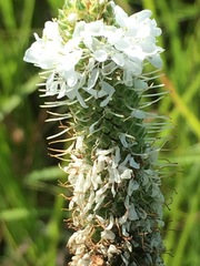 Dalea candida candida