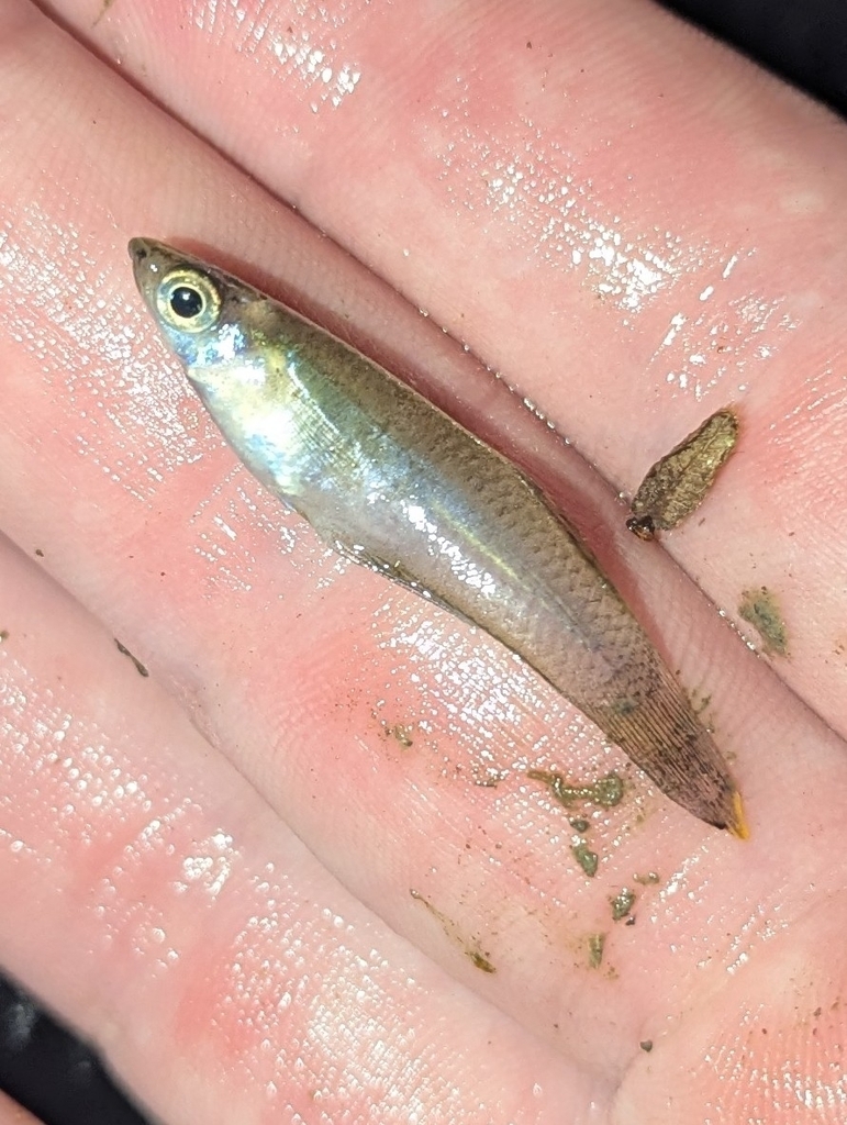 Sleek mosquitofish (Gambusia luma) — Poeciliidae