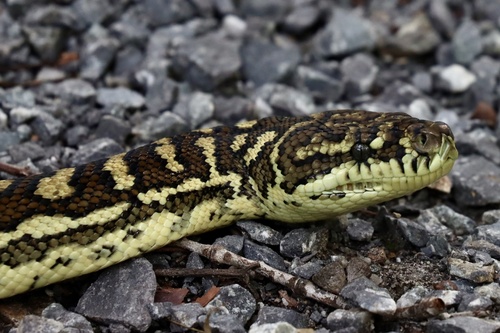 Coastal Carpet Python sighting