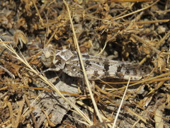 Dissosteira spurcata