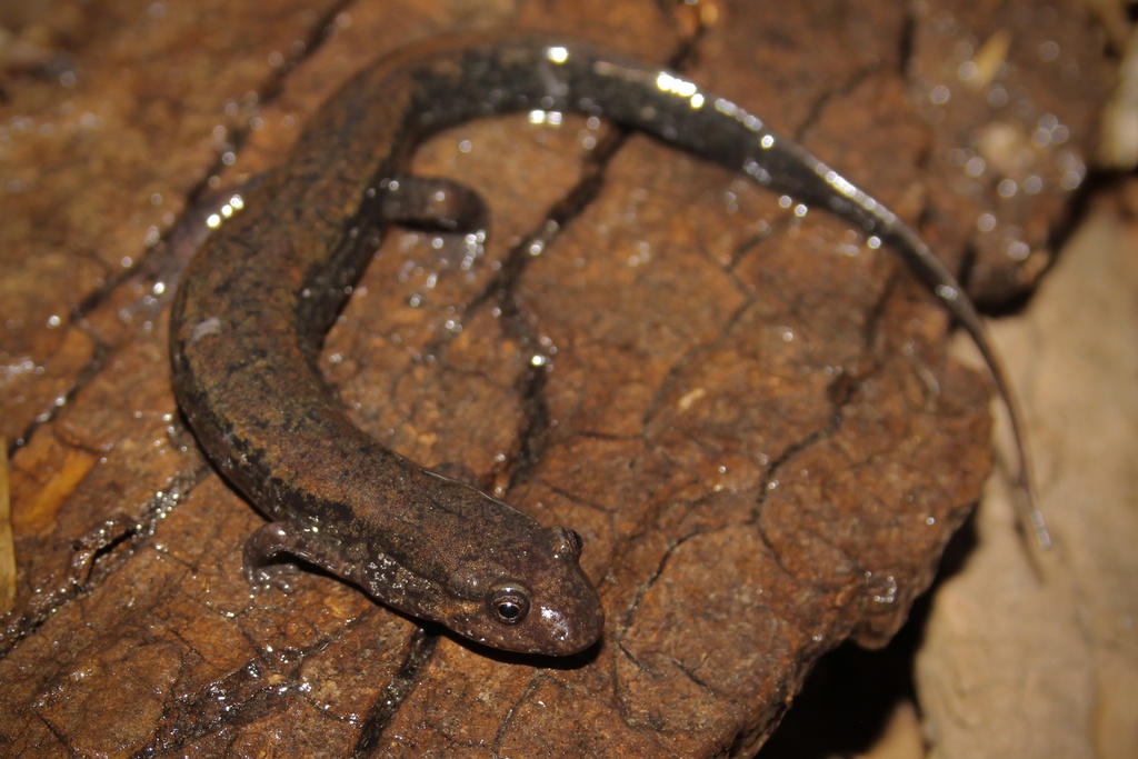 Carolina Swamp Dusky Salamander