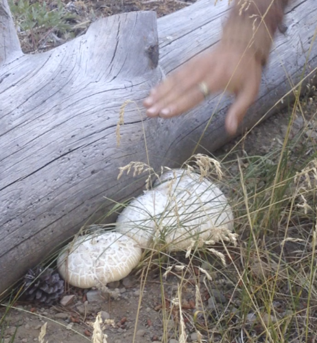 iNaturalist observation photo of Giant Sawgill