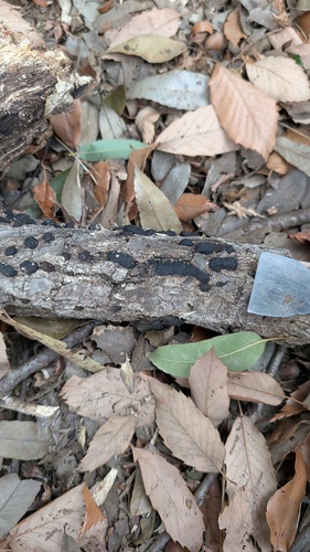 Annulohypoxylon truncatum