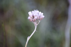 Antennaria pulcherrima