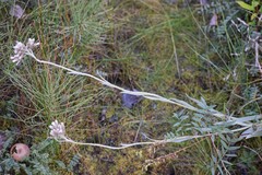 Antennaria pulcherrima