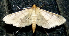 Herpetogramma theseusalis