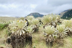 Espeletia pycnophylla