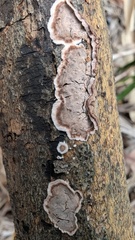 Peniophora albobadia