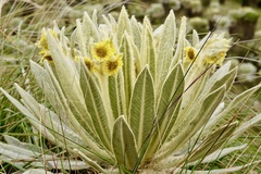 Espeletia pycnophylla