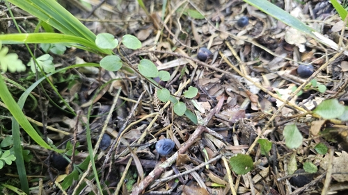 Image of Scutellaria novae by no rights reserved