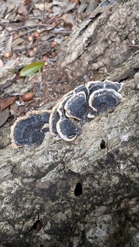 Trametes versicolor