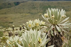 Espeletia pycnophylla