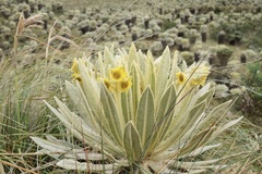 Espeletia pycnophylla