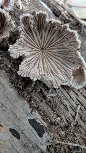 Schizophyllum commune