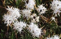 Borya constricta