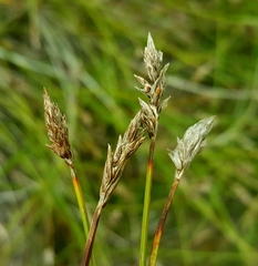 Carex pansa