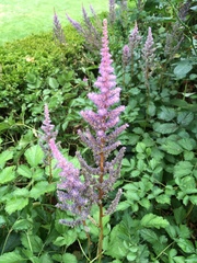 Astilbe