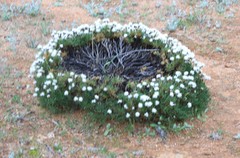 Borya constricta