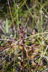 Pyrola asarifolia