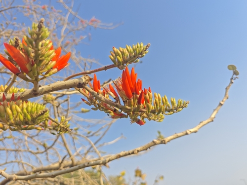 Corky Coral Tree