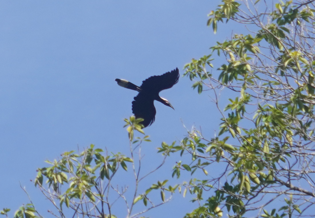 Black Hornbill (Anthracoceros malayanus)