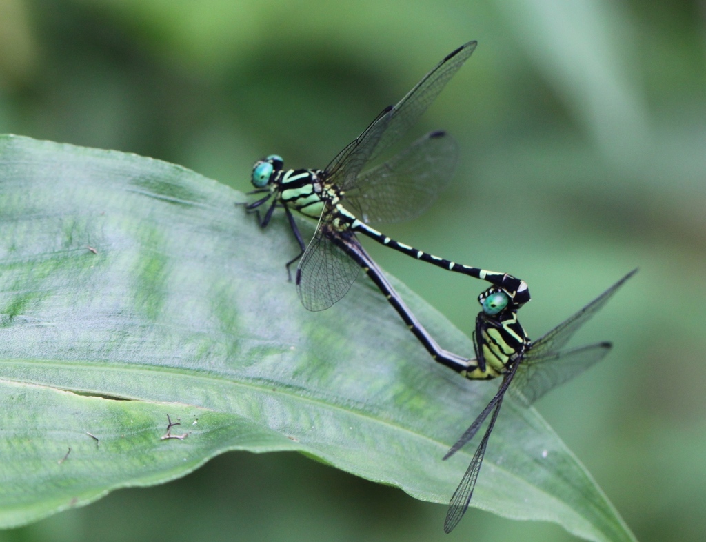 Nepogomphus