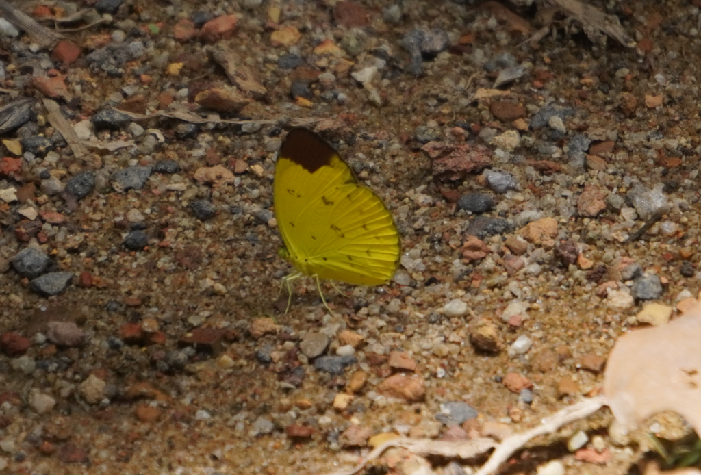 Eurema sari (Eurema sari)