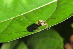 Temnosternus planiusculus