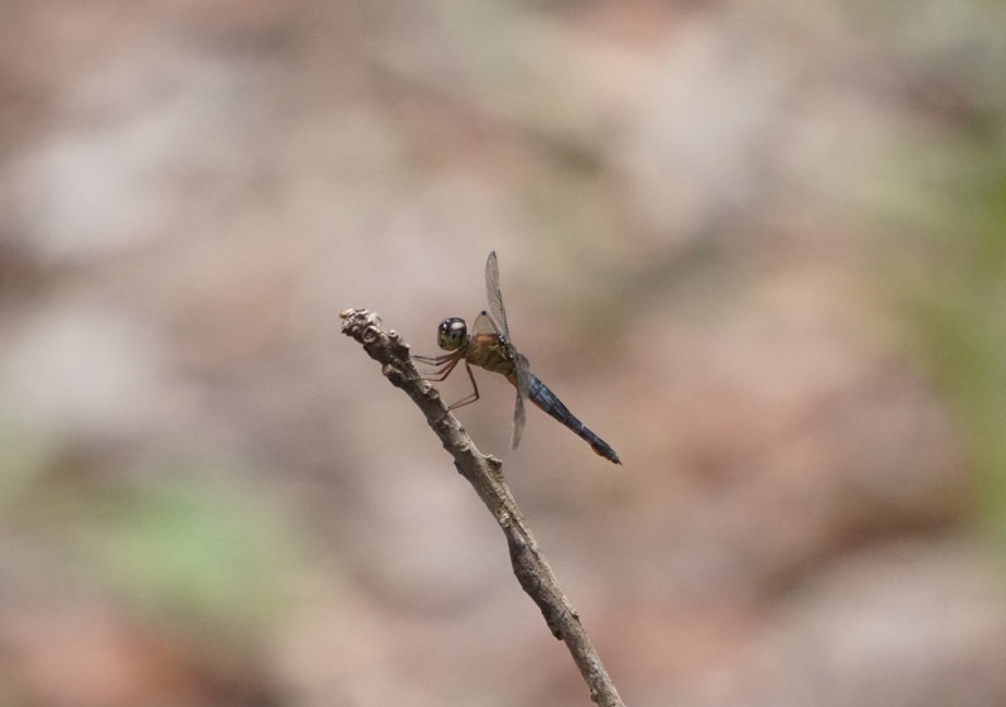 Orchithemis pulcherrima (Orchithemis pulcherrima)