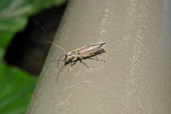 Temnosternus planiusculus