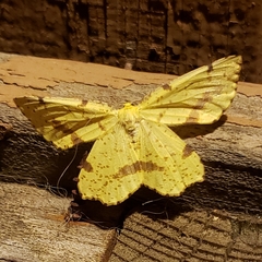 Xanthotype urticaria