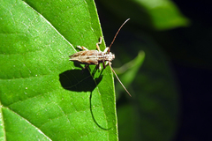 Temnosternus planiusculus