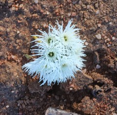 Eucalyptus loxophleba