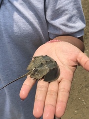 Tachypleus tridentatus