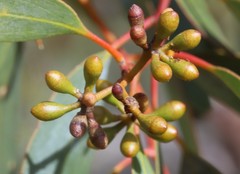 Eucalyptus loxophleba