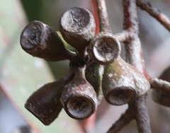 Eucalyptus loxophleba