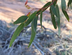 Eucalyptus loxophleba