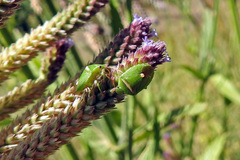 Ocirrhoe unimaculata