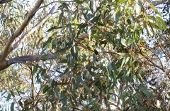 Eucalyptus loxophleba