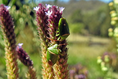 Ocirrhoe unimaculata