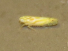 Alconeura macra