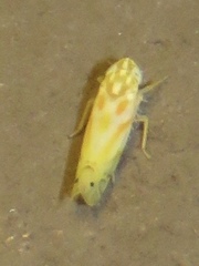 Alconeura macra