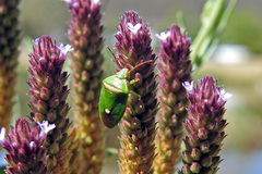 Ocirrhoe unimaculata