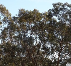 Eucalyptus loxophleba