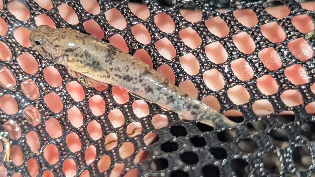 Slashcheek Goby