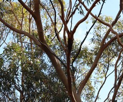 Eucalyptus loxophleba