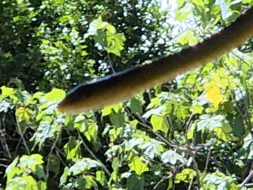 Common Tree Snake sighting