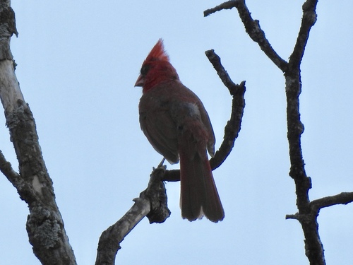 Northern Cardinal photographed in Kansas