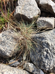 Puccinellia maritima