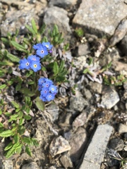 Eritrichium aretioides